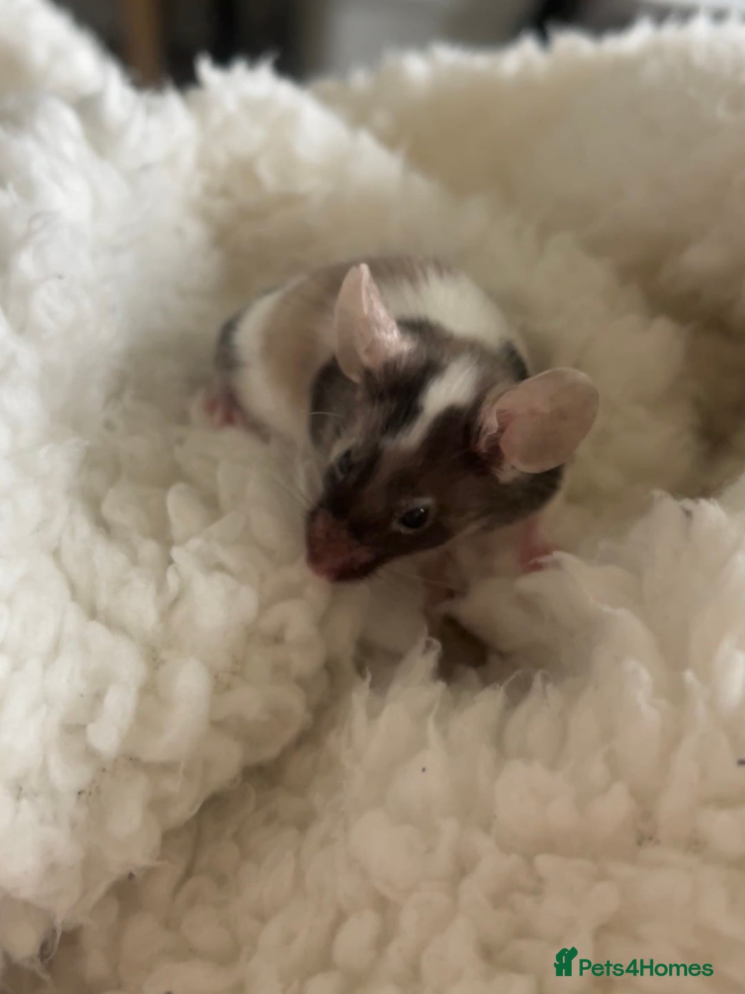 Mouse rodents for sale: 🐭 Male Mouse for Rehoming - Advert 5