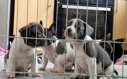 Mixed Breed dogs for sale: Fantastic 3/4 French bulldog and a 1/4 jack puppy - Image 11