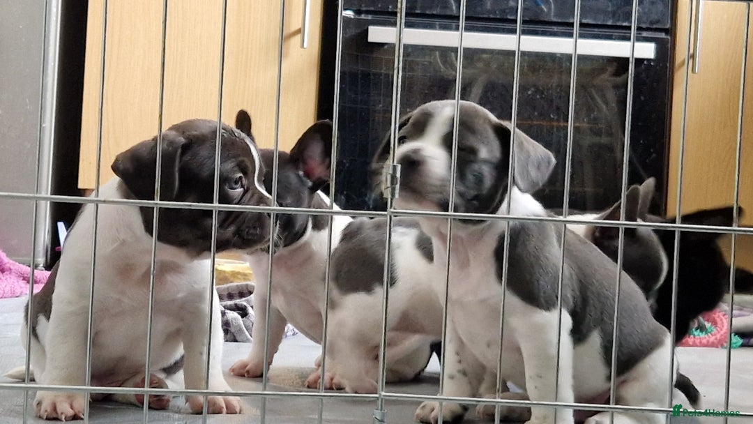 Mixed Breed dogs for sale: Fantastic 3/4 French bulldog and a 1/4 jack puppy - Image 11