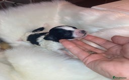 Shihpoo dogs for sale: 5 star rated Toy shihpoo puppies - Image 28