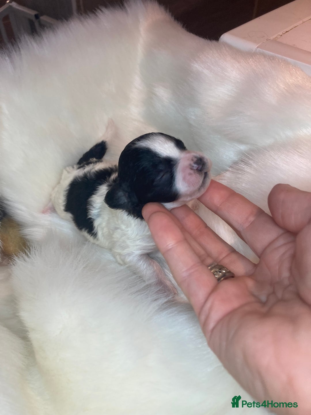 Shihpoo dogs for sale: 5 star rated Toy shihpoo puppies - Image 28