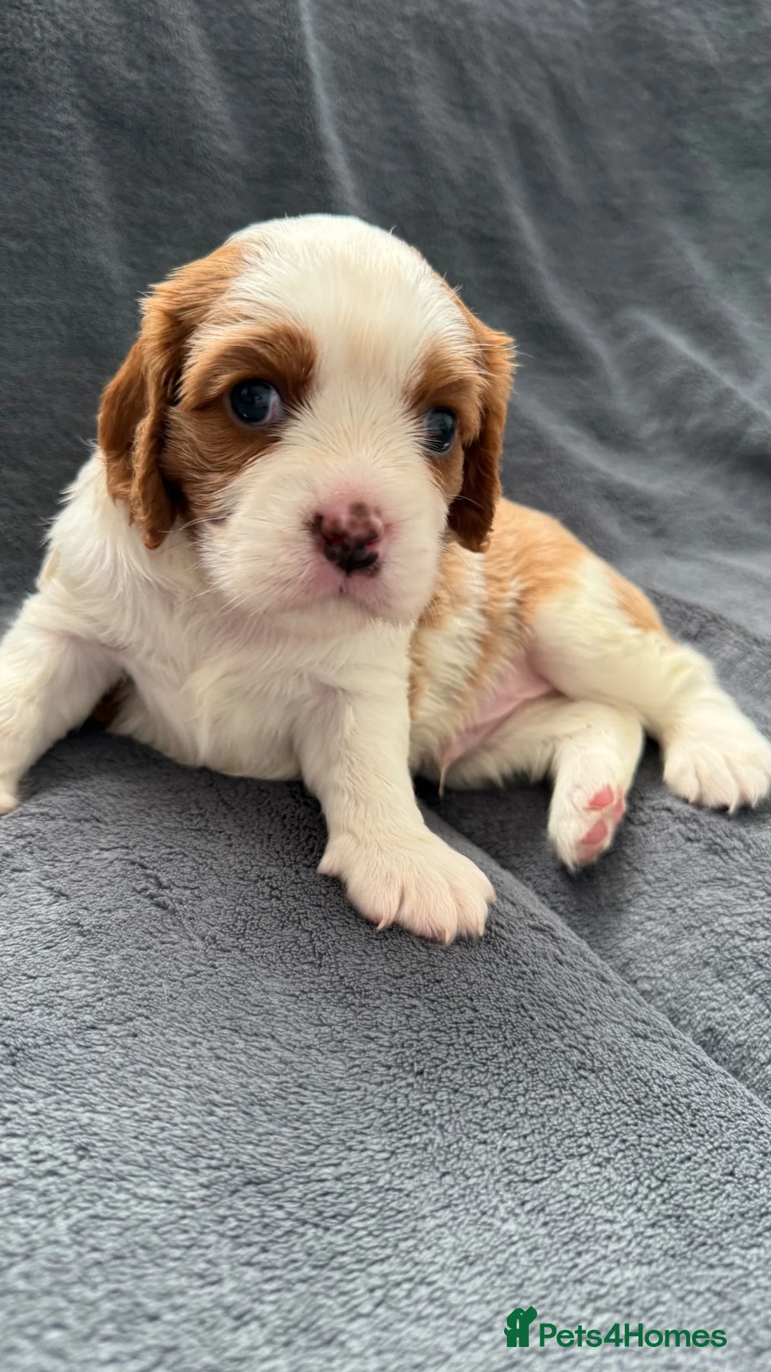 Cavalier King Charles Spaniel dogs for sale: Sweet RKCR Cavalier King Charles Spaniel Puppies - Advert 40