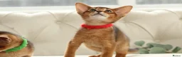 Abyssinian cats for sale: Pure breed Abyssinian kitten’s GCCF registered  - Advert 10