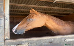 Irish Thoroughbred horses for sale: Tb gelding for sale - Advert 6