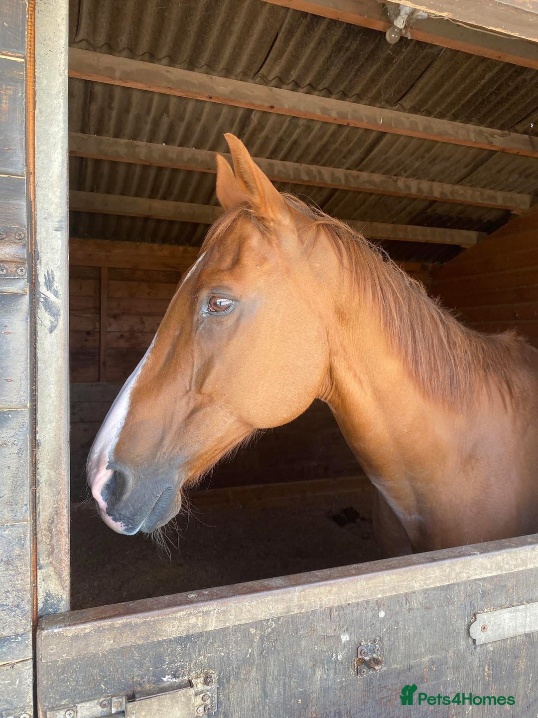 Irish Thoroughbred horses for sale: Tb gelding for sale - Advert 6