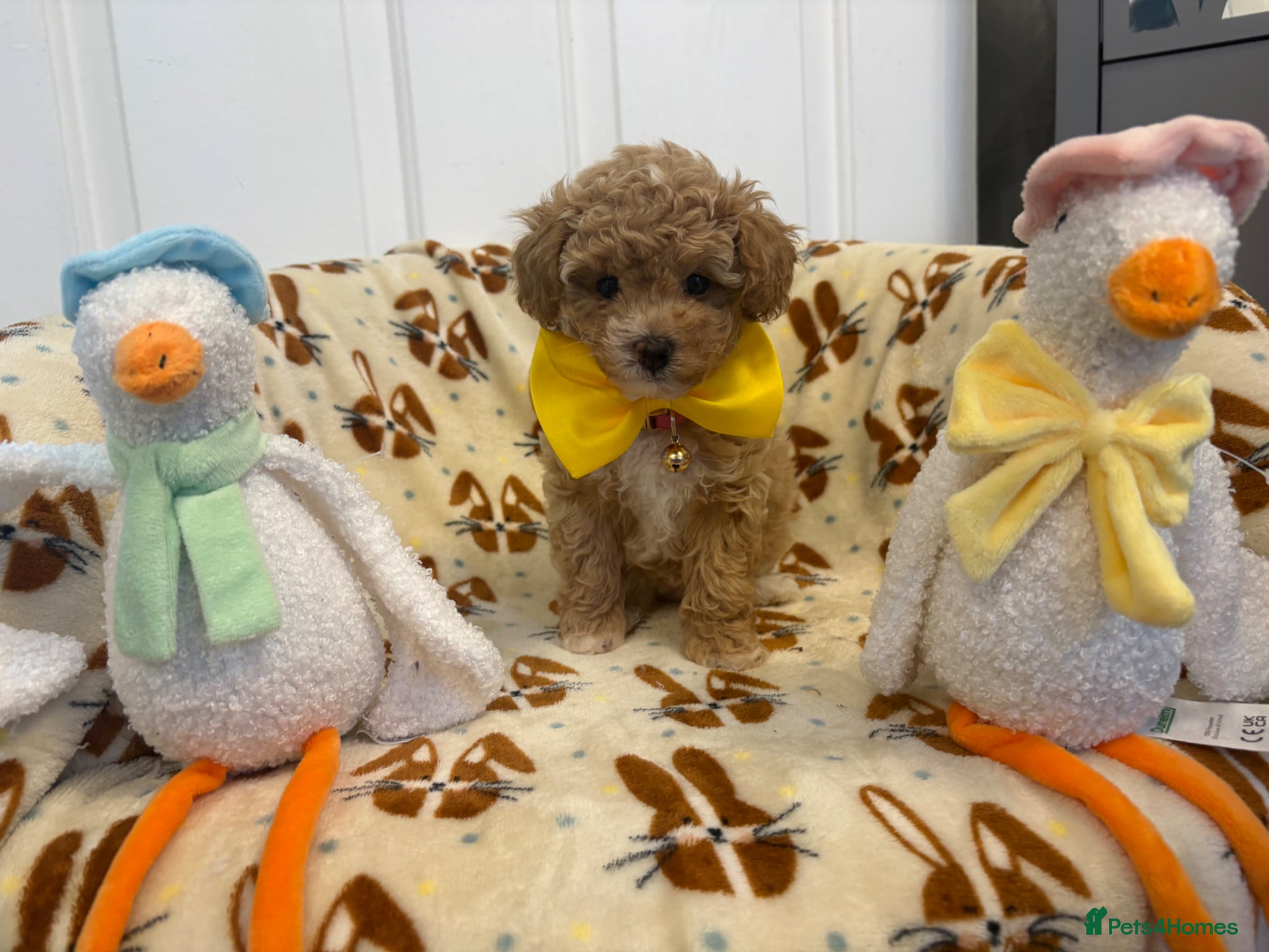 Maltipoo dogs Adorable Toy Poodle little girl - Advert 17