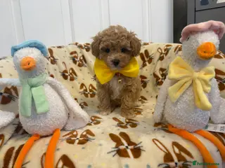 Maltipoo dogs Adorable Toy Poodle little girl - Advert 17