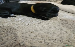 German Shepherd dogs for sale: Beautiful German Shepherd Pups for sale - Image 9
