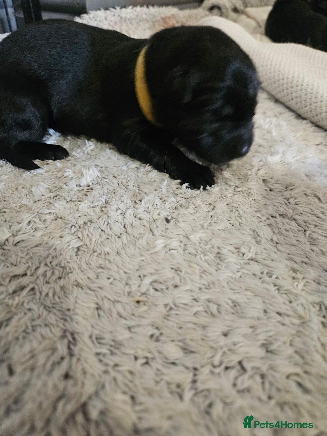 German Shepherd dogs for sale: Beautiful German Shepherd Pups for sale - Image 9