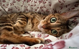 Bengal cats for sale: Mary 6 years old bengal girl looking her new home - Image 1