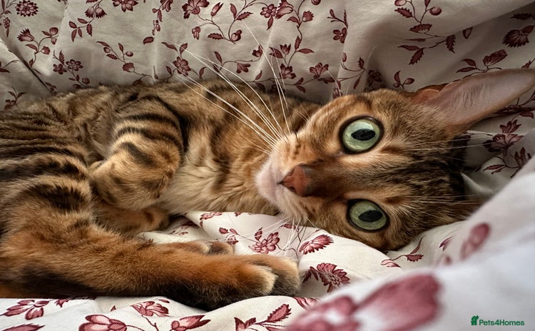 Bengal cats - Advert 2