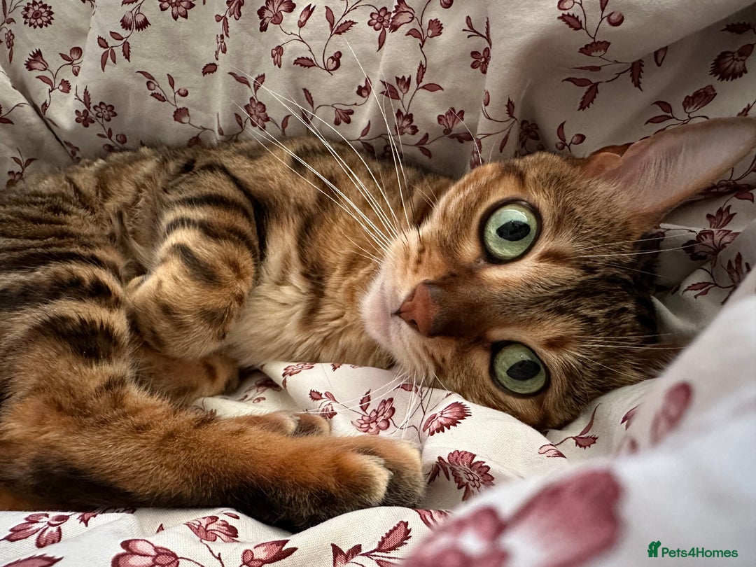Bengal cats for sale: Mary 6 years old bengal girl looking her new home - Image 1