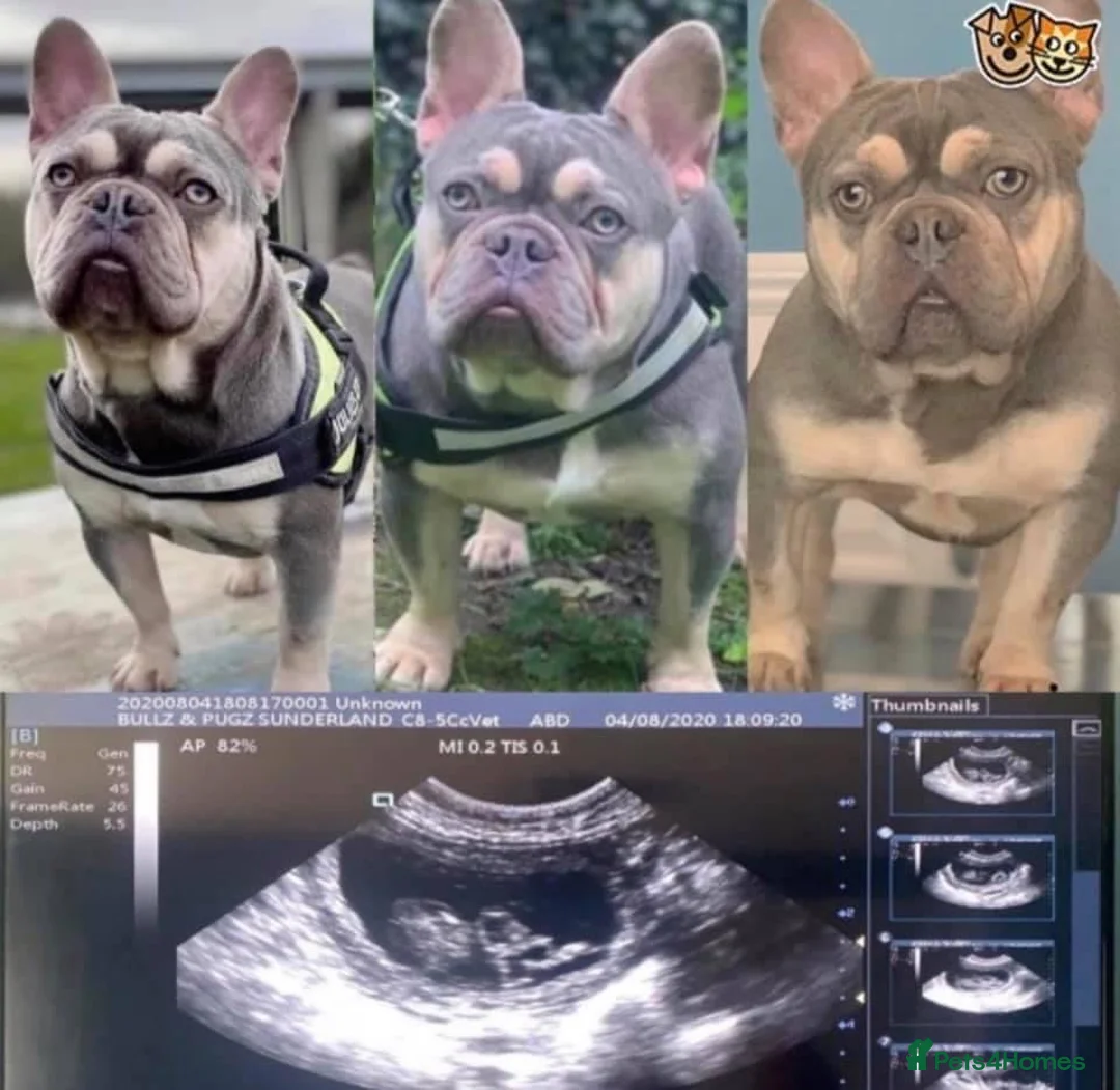 French Bulldog dogs for stud: BEAUTIFUL LILAC AND TAN FRENCH BULLDOG in Sunderland - Advert 7