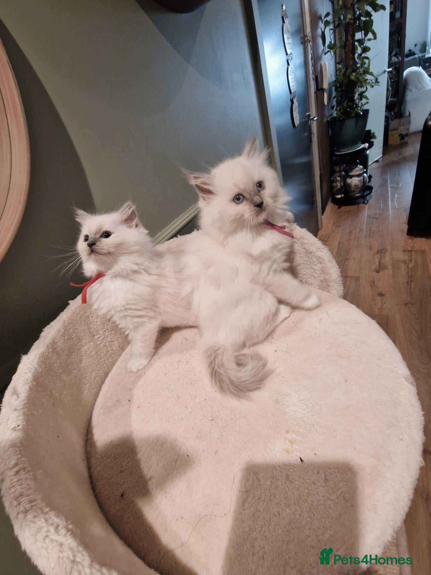 Ragdoll cats for sale: 🩷 beautifull ragdoll kittens  - Advert 1