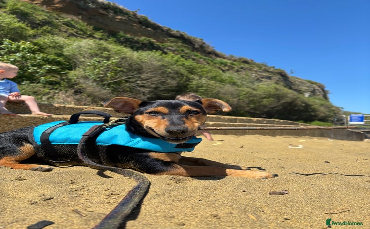 Mixed Breed dogs - Advert 4