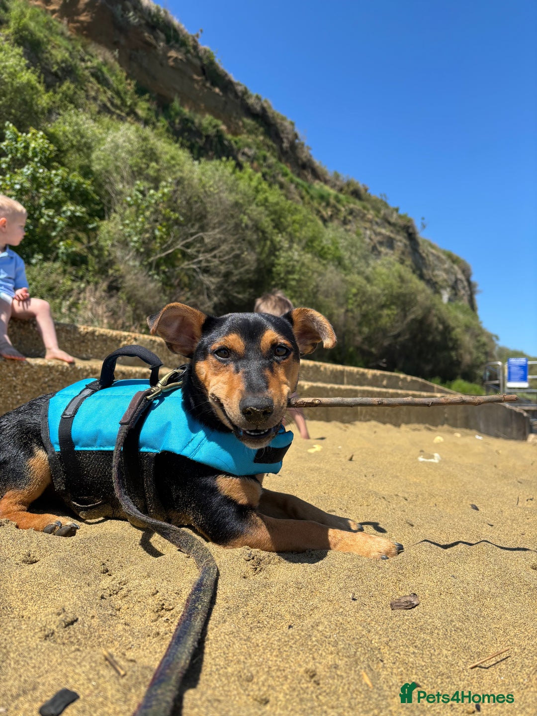 Mixed Breed dogs for sale: my name is chip  - Image 1