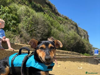 Mixed Breed dogs for sale - Advert 1