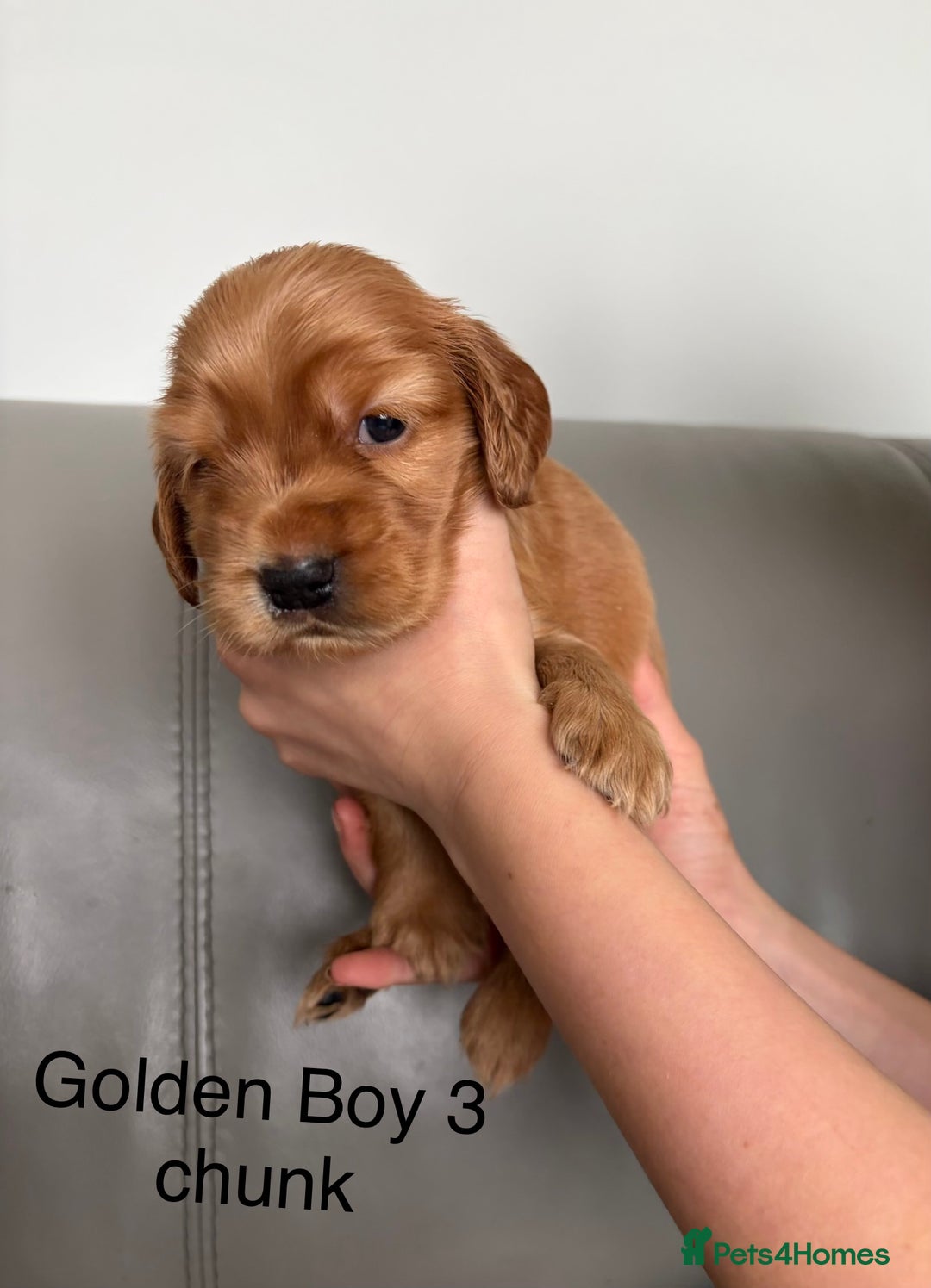 Cocker Spaniel dogs for sale: ***Outstanding KC Show cocker spaniels *** - Image 10