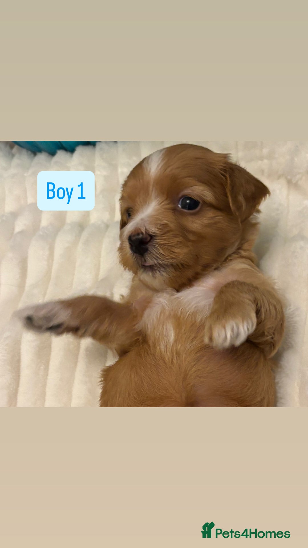 Havanese dogs for sale: 9 Beautiful Havanese Pedigree Puppies  - Advert 5