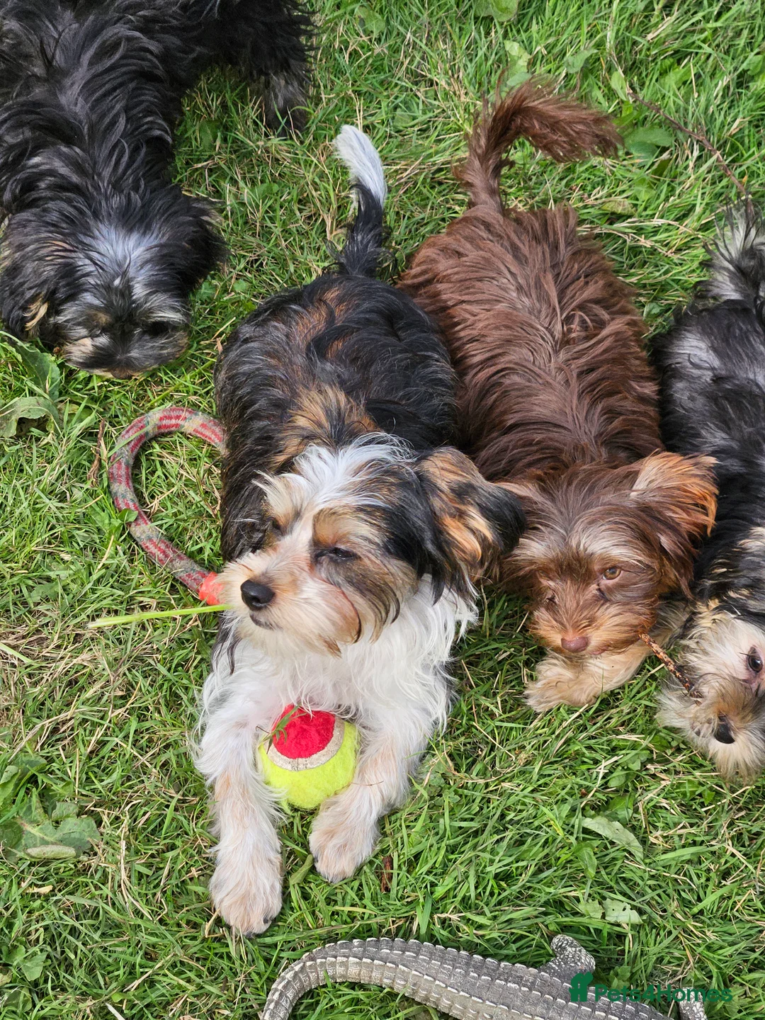 Yorkshire Terrier dogs for sale: 💜 DNA tested parents 💜 White Ocean Pearl boy  - Advert 2