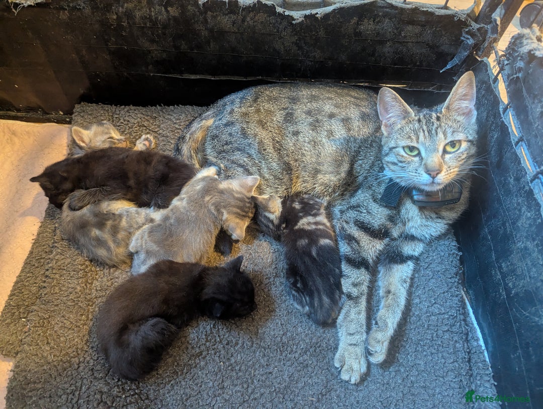 Mixed Breed cats for sale: Beautiful Kittens Ready to Go 4th August - Image 10