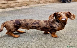 Miniature Dachshund dogs for stud: Chocolate Dapple Miniature Dachshund *STUD* - Image 2