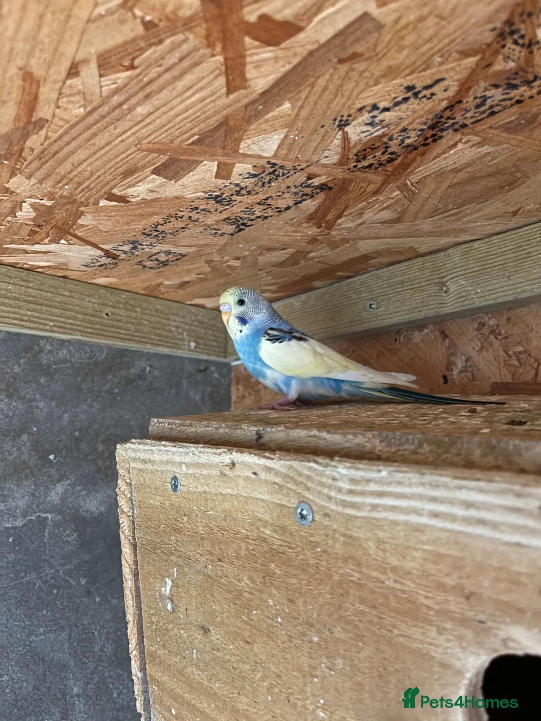 Budgerigars birds for sale: Beautiful budgerigar looking for a companion  - Advert 4