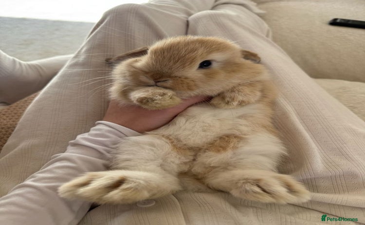 Mixed Breed rabbits - Advert 11