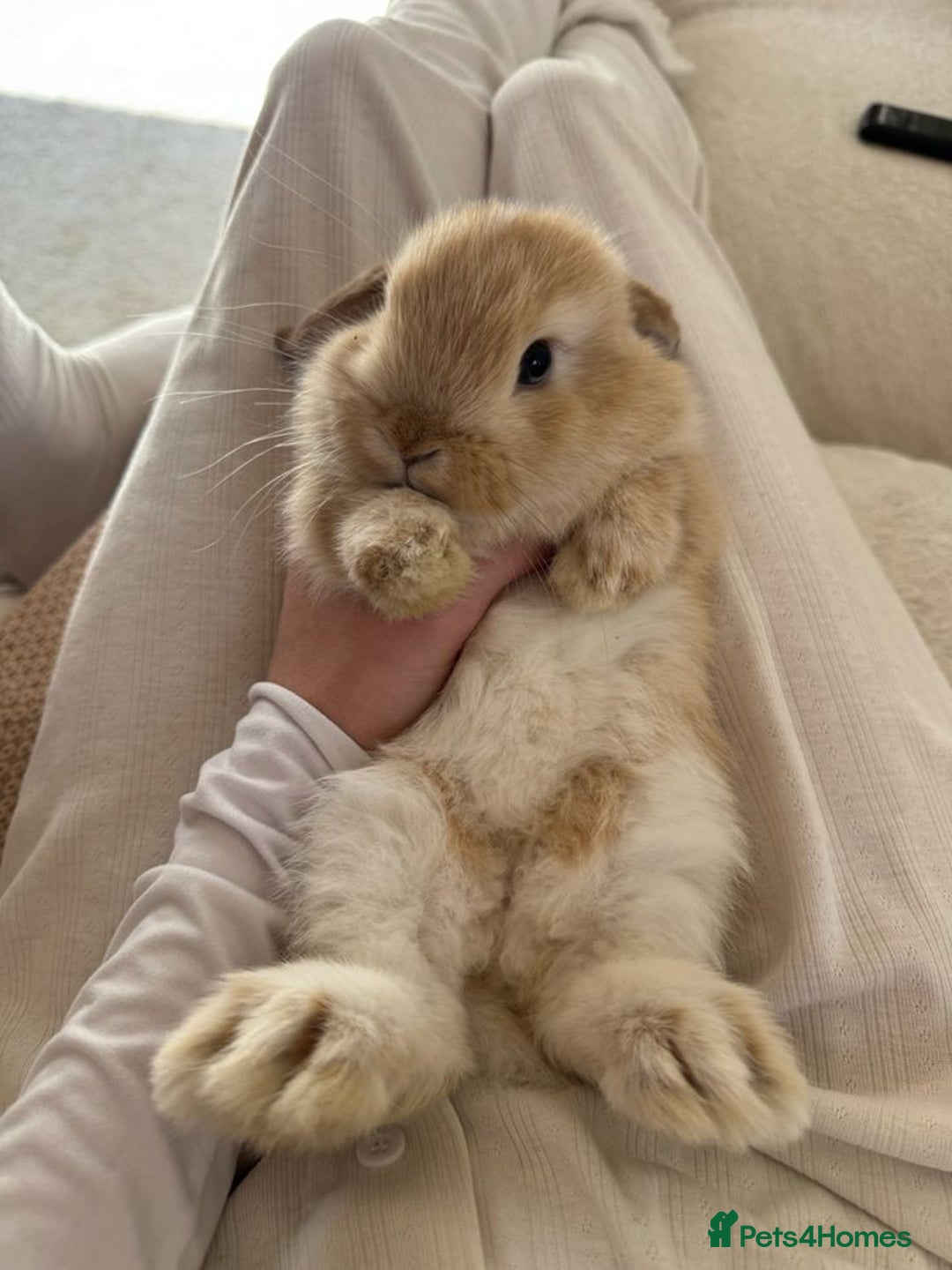 Mixed Breed rabbits for sale: Rabits - Image 1