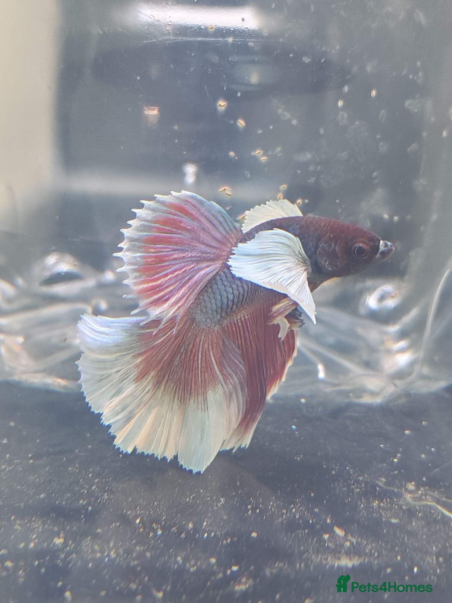 Angelfish fish Mixed fish loads available - Advert 1