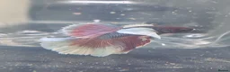 Angelfish fish for sale: Mixed fish loads available in Chester-le-Street - Advert 1