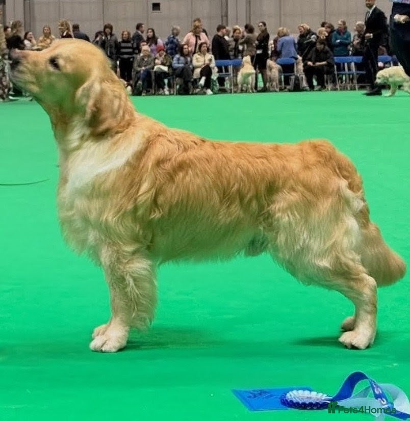 Golden Retriever dogs Cesarka Golden Retrievers - Advert 7