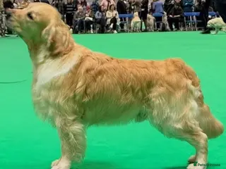 Golden Retriever dogs Cesarka Golden Retrievers - Advert 20