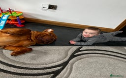 Dogue De Bordeaux dogs for sale: dog de bordeaux looking to be re homed - Image 3