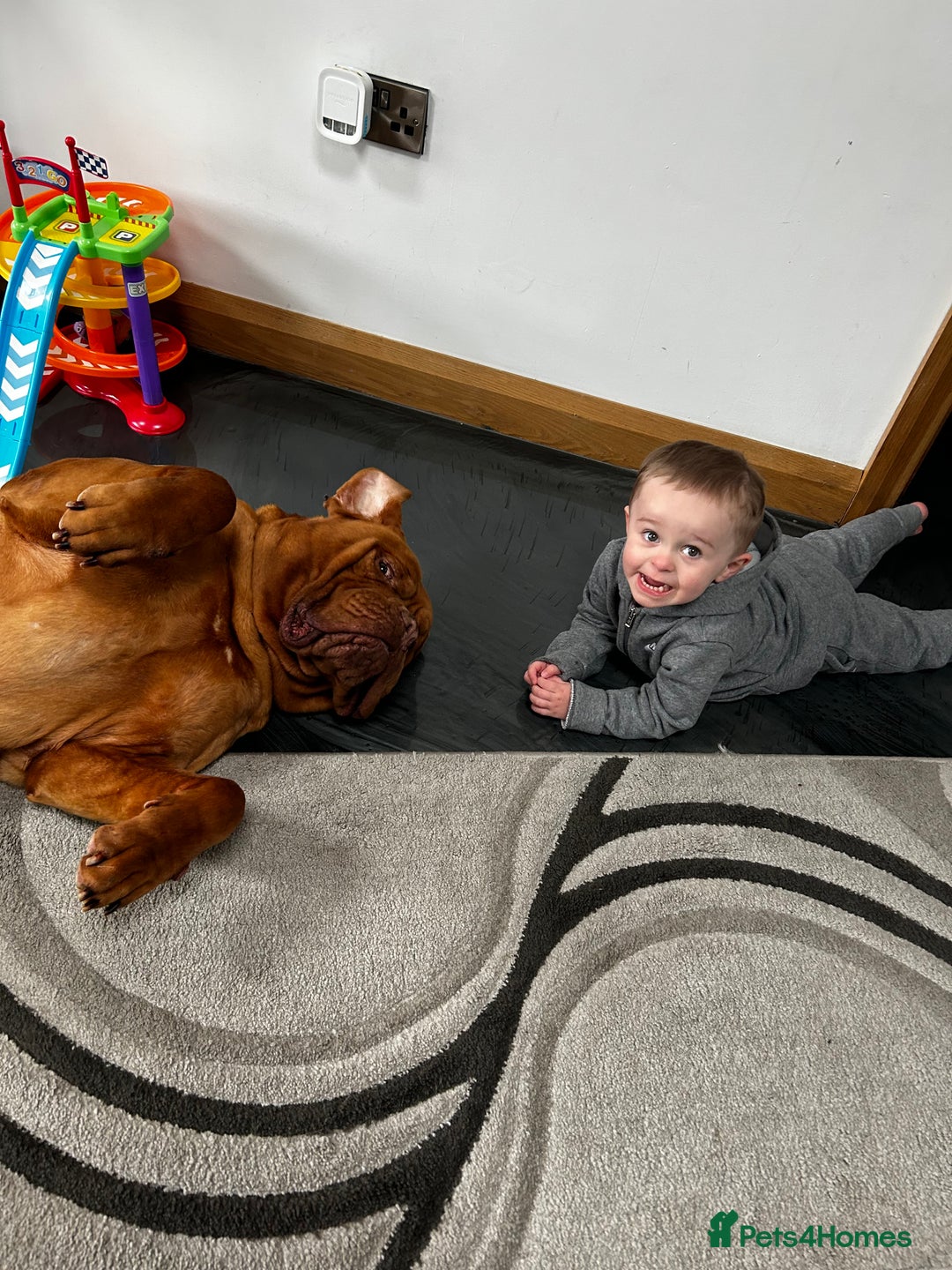 Dogue De Bordeaux dogs for sale: dog de bordeaux looking to be re homed - Image 3