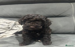 Cockapoo dogs for sale: All female fluffy Cockapoo puppies - Advert 6