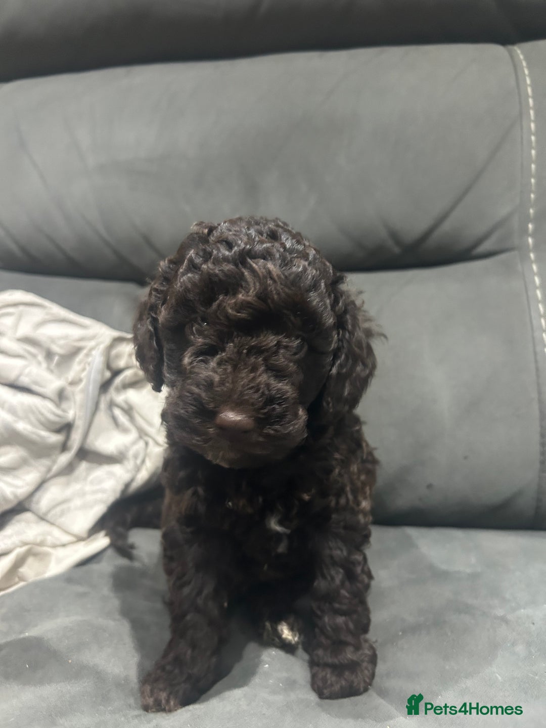 Cockapoo dogs for sale: All female fluffy Cockapoo puppies - Advert 6