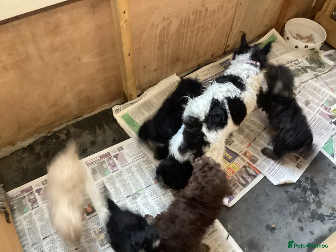 Doxiepoo dogs for sale: Beautiful toy poodle 3/4 puppies - Advert 9