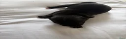 Staffordshire Bull Terrier dogs for sale: Beautiful Staffordshire Bull Terrier Pups - Advert 8