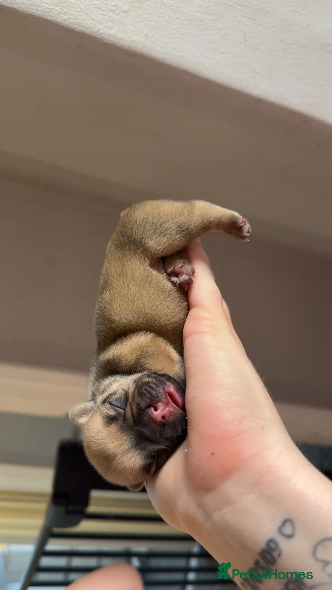 French Bulldog dogs for sale: french bulldogs - Advert 2