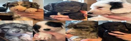 Mixed Breed dogs for sale: Sproodle - Advert 2