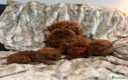 Toy Poodle dogs for sale: 2 Red Toy Poodles Available NOW! - Image 7