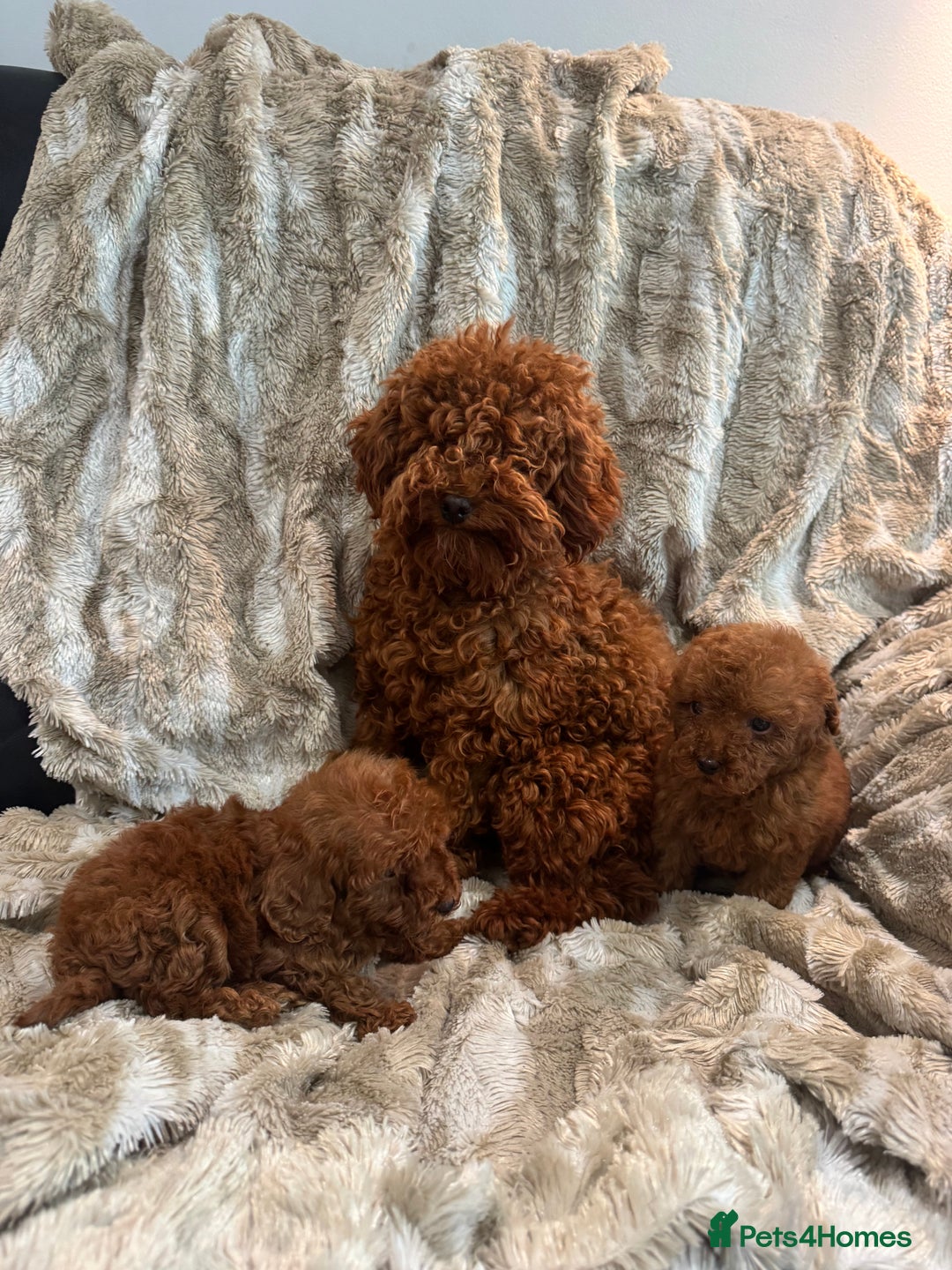 Toy Poodle dogs for sale: 2 Red Toy Poodles Available NOW! - Image 7