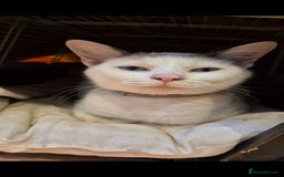 Bengal cats for sale: Blue and White Bengal cross Kittens  - Image 1