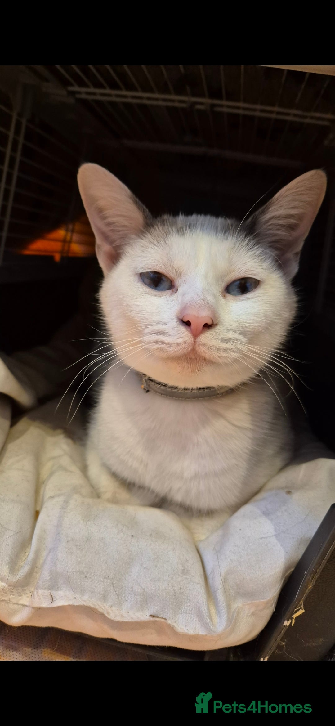 Bengal cats for sale: Blue and White Bengal cross Kittens  - Image 1