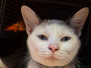 Bengal cats - Advert 35