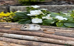 Hamster rodents for sale: Beautiful baby hamsters. Russian Dwarf and Syrian - Image 24