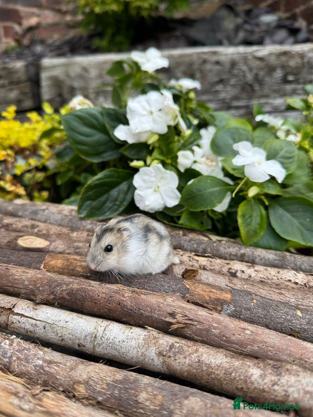 Hamster rodents for sale: Beautiful baby hamsters. Russian Dwarf and Syrian - Image 24