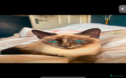 Siamese cats for sale: Siamese x kittens for sale  - Image 3