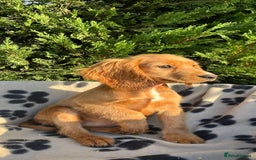 Cocker Spaniel dogs for sale: Four beautiful girl cocker spaniel  - Image 9